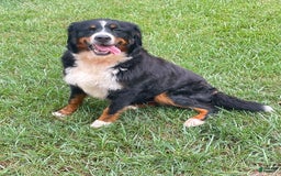 Bernese Mountain Dog dogs for sale: Keisha - Image 1