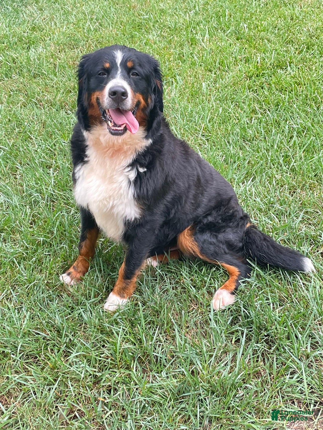 Bernese Mountain Dog dogs for sale: Keisha - Image 1