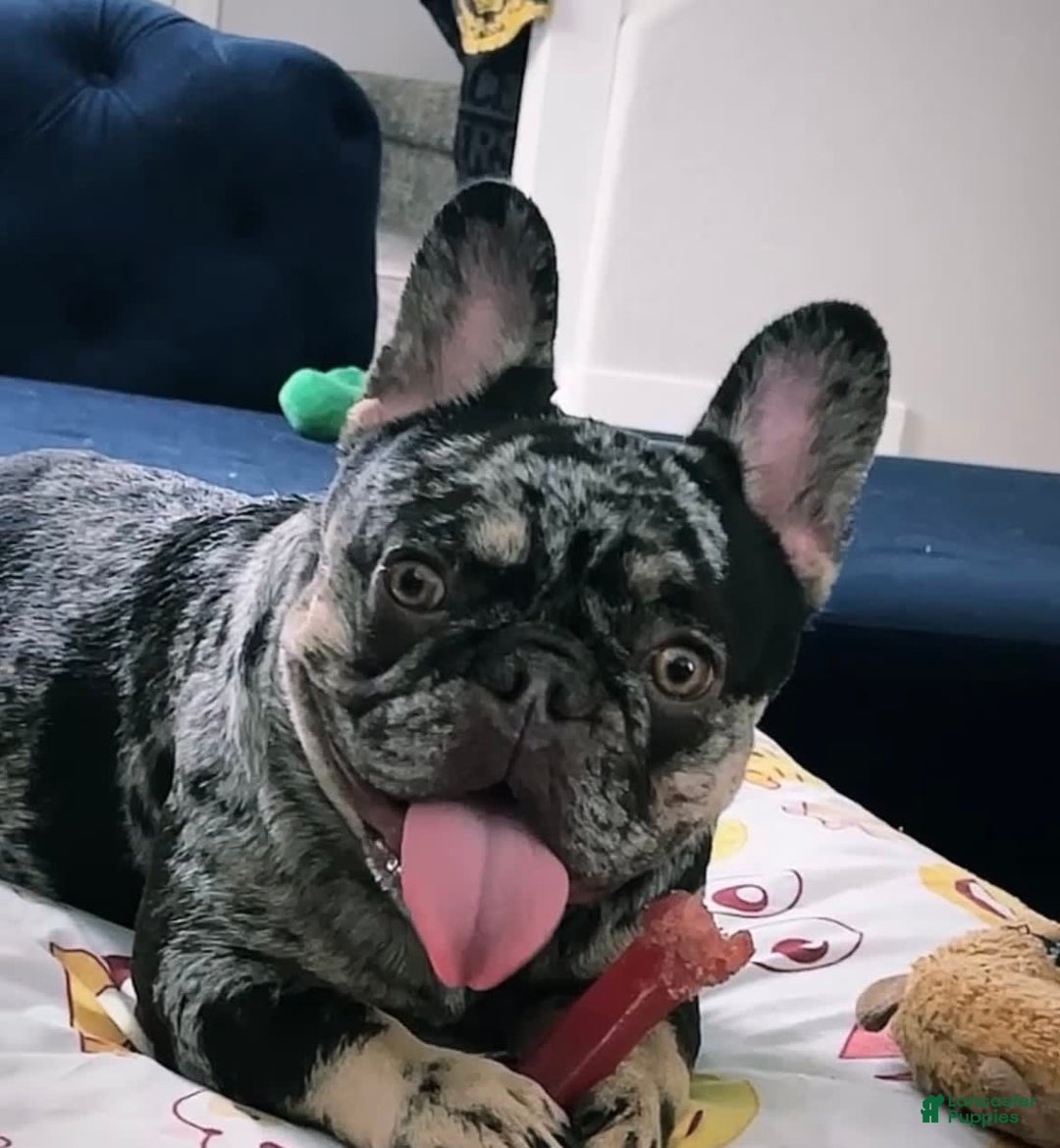 French Bulldog dogs for sale: Tank - Image 5