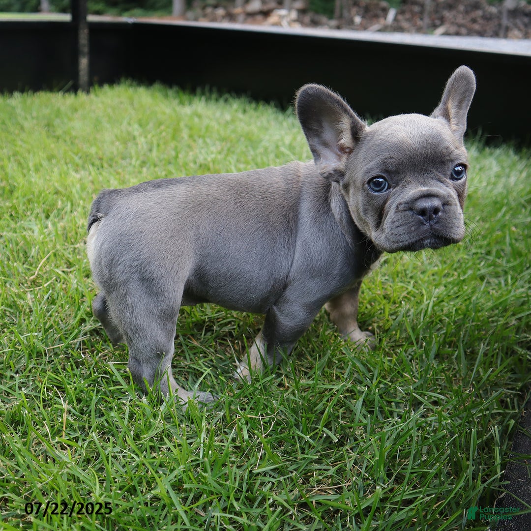 French Bulldog dogs for sale: Sky - Image 3