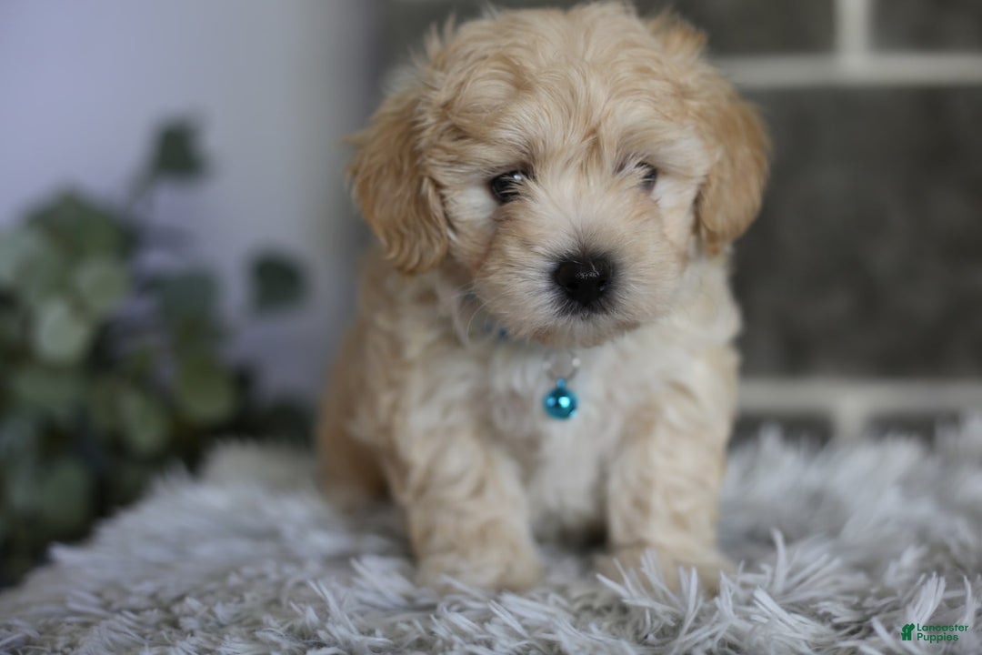 Maltipoo dogs for sale: Yogi - Image 11