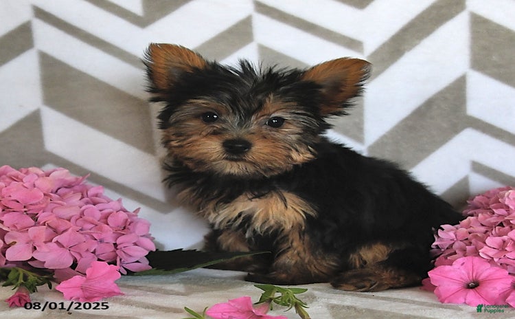 Yorkshire Terrier dogs for sale - Ad 2