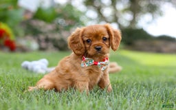 Cavalier King Charles Spaniel dogs for sale: Sadie - Image 13