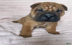 Shar Pei dogs for sale: Armani Squishy-face - Image 11
