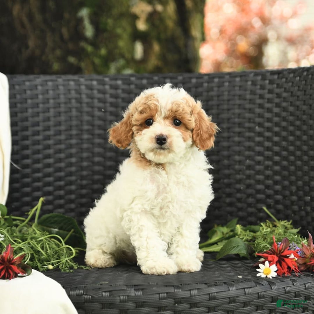 Cockapoo dogs for sale: Joy - Image 9