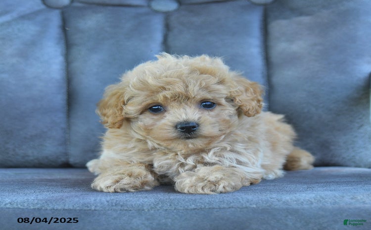 Maltipoo dogs for sale - Ad 1