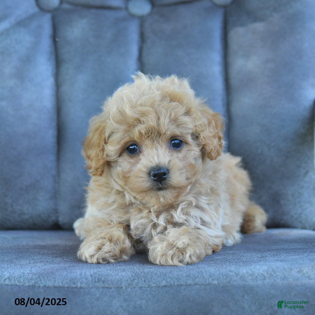 Maltipoo dogs for sale: Sprinkles - Image 1