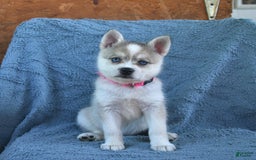Alaskan Klee Kai dogs for sale: Cinderella - Image 6