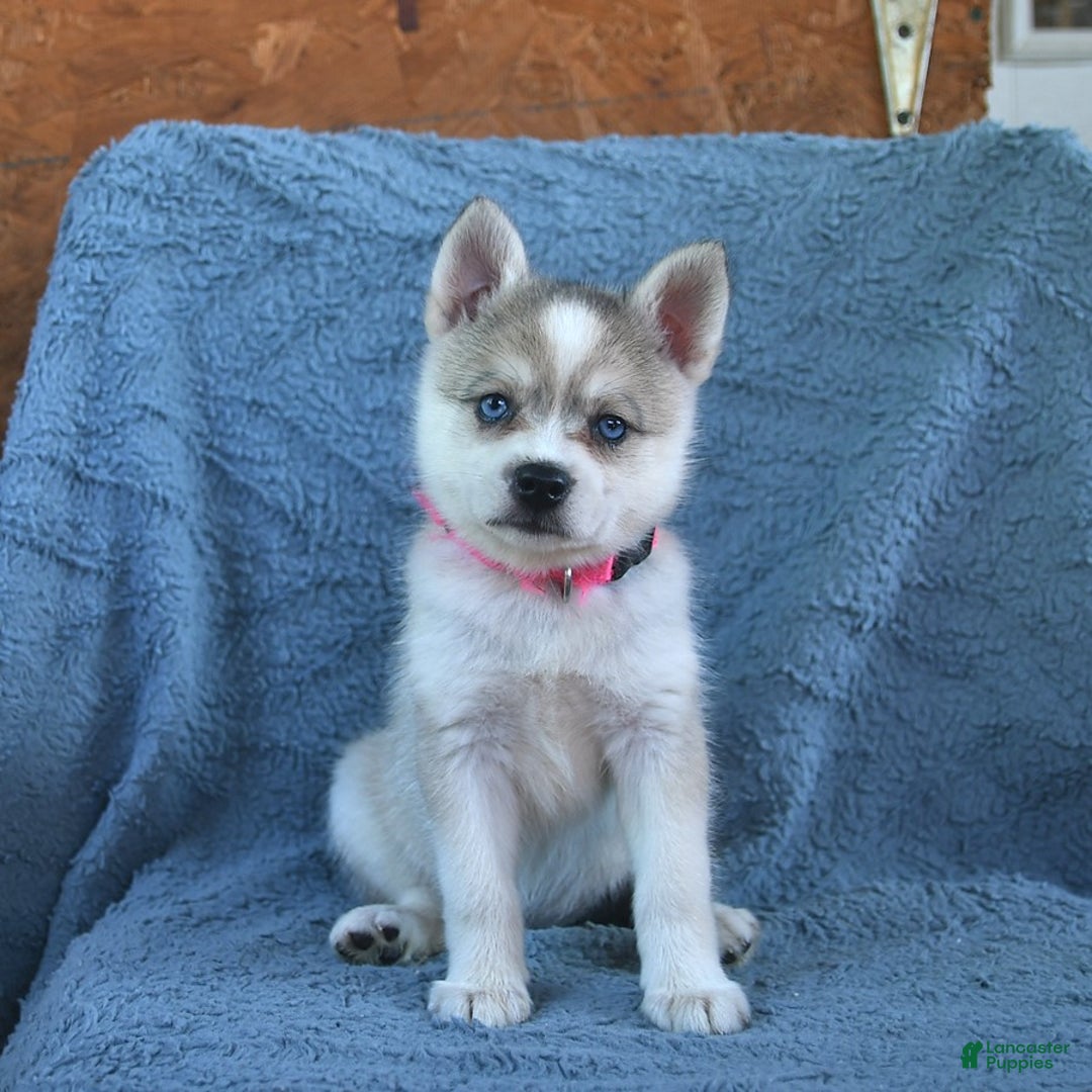 Alaskan Klee Kai dogs for sale: Cinderella - Image 6