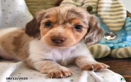 Miniature Dachshund dogs for sale: Tucker - Image 5