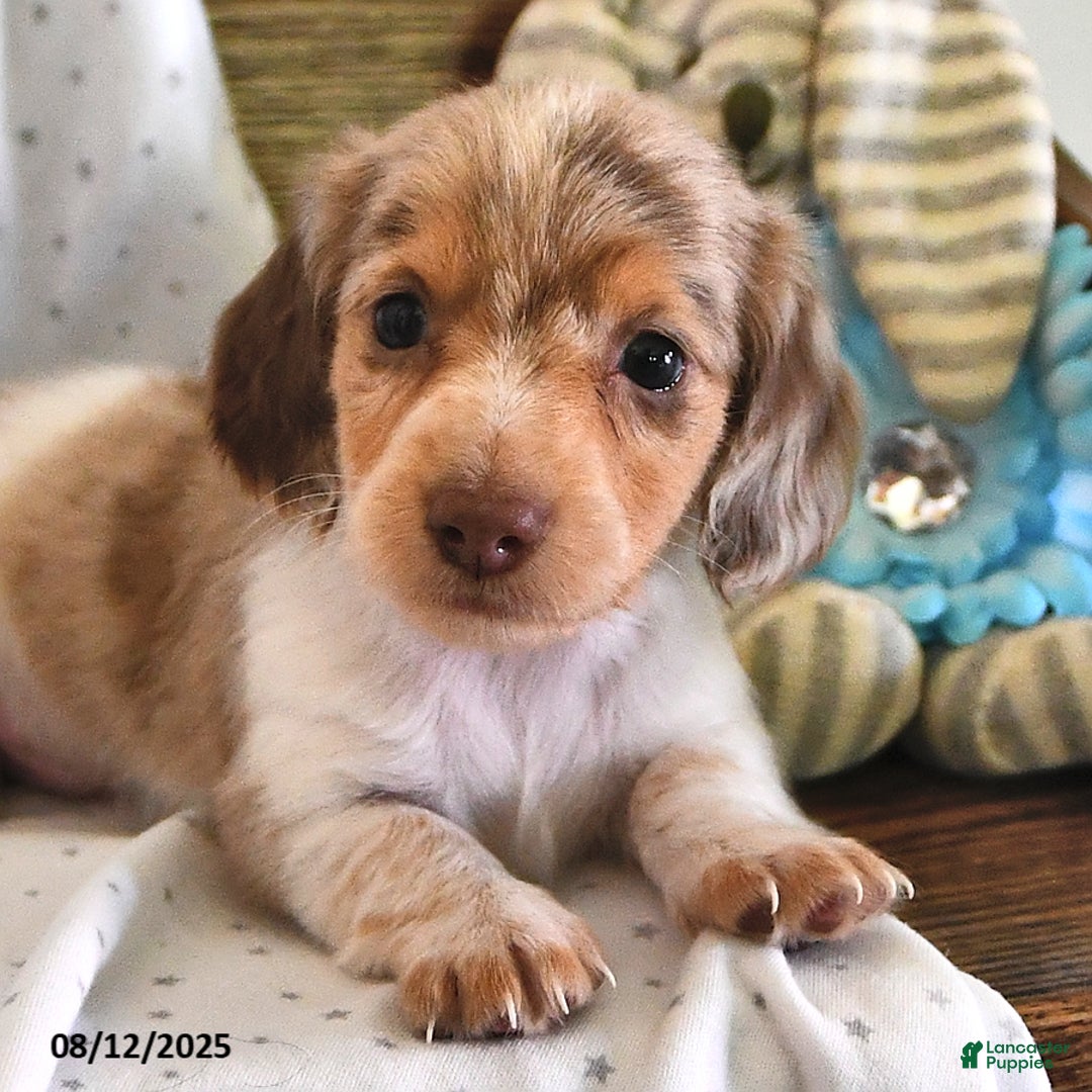 Miniature Dachshund dogs for sale: Tucker - Image 5