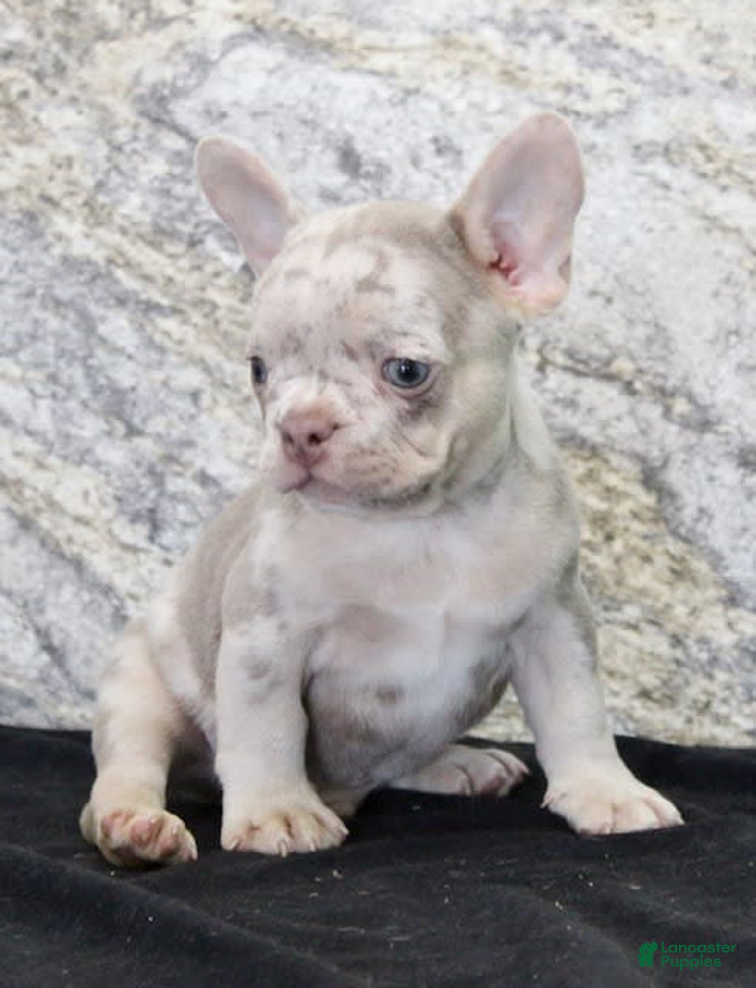 French Bulldog dogs for sale: Wesley - Image 5
