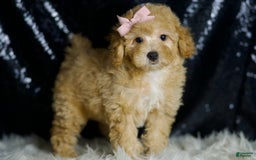 Miniature Poodle dogs for sale: Paige - Image 6
