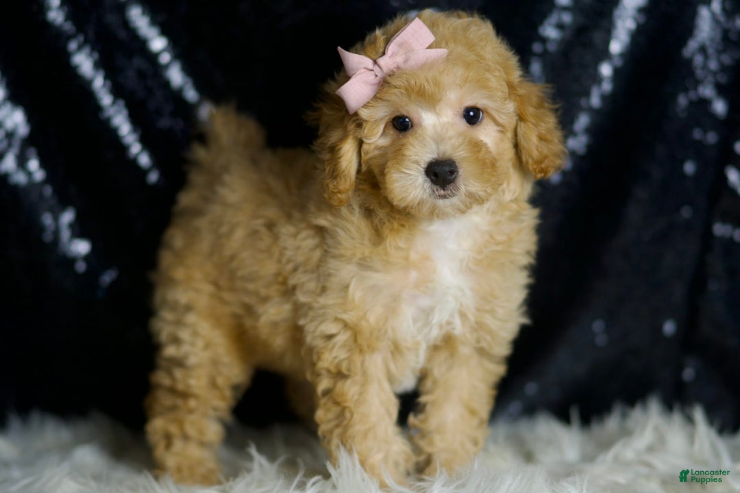 Miniature Poodle dogs for sale: Paige - Image 6
