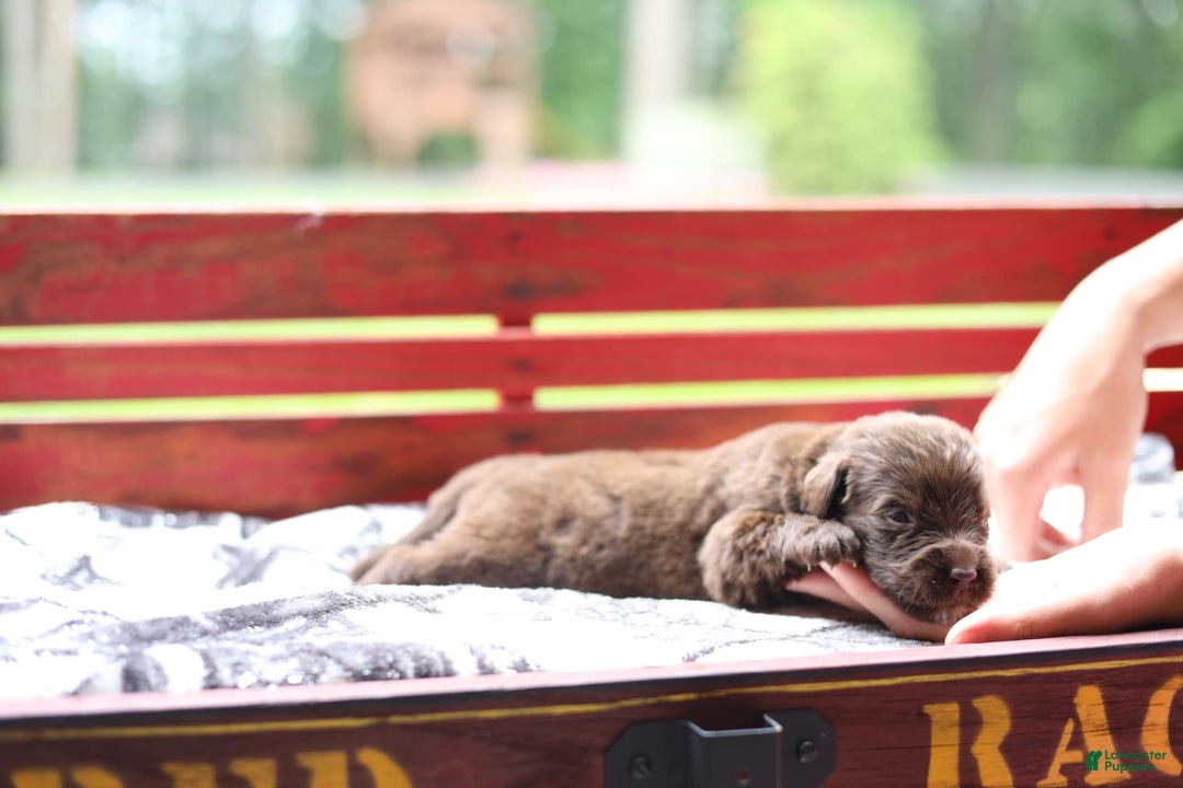 Newfoundland dogs for sale: Bella - Image 6