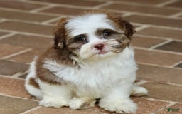 Shihpoo dogs for sale: Sadie - Image 3