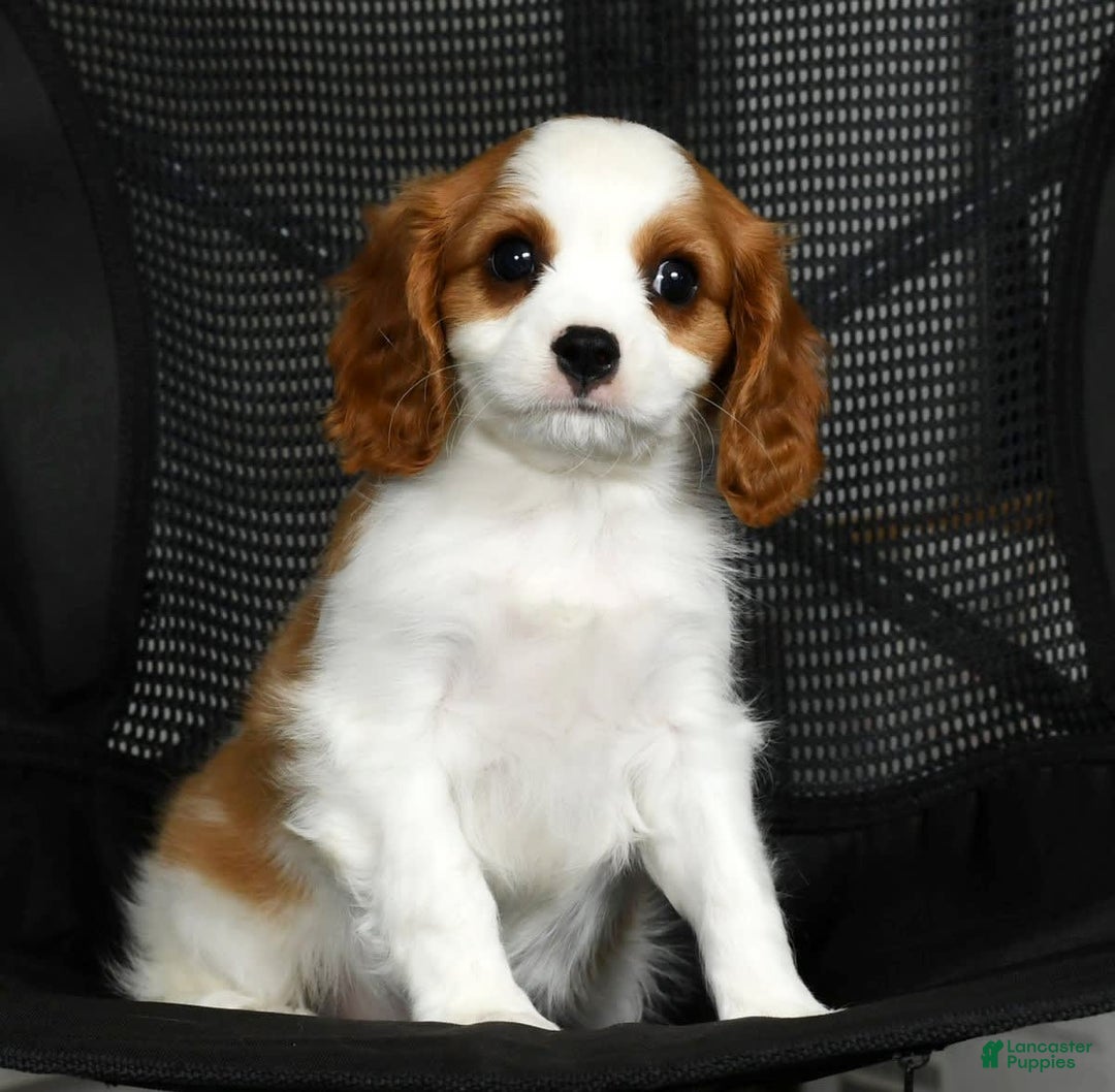 Cavalier King Charles Spaniel dogs for sale: Ike - Image 6