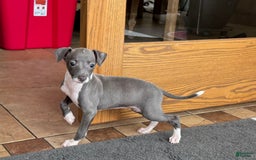 Italian Greyhound dogs for sale: Lila - Image 4