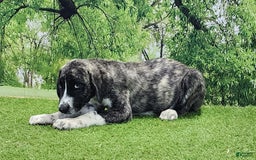 Anatolian Shepherd dogs for sale: AKC Dusty 2025 Male 5 - Image 12