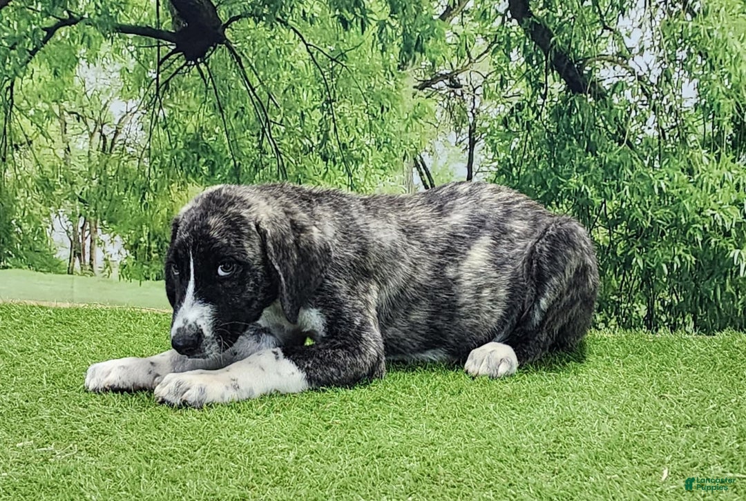 Anatolian Shepherd dogs for sale: AKC Dusty 2025 Male 5 - Image 12