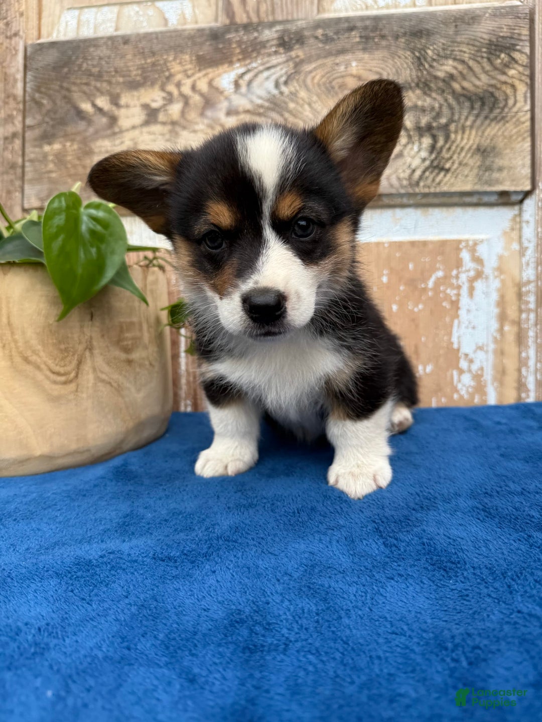 Welsh Corgi Pembroke dogs for sale: Carl - Image 7