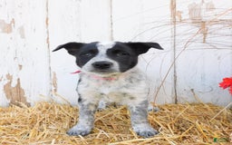 Australian Cattle Dog dogs for sale: Freckles - Image 3