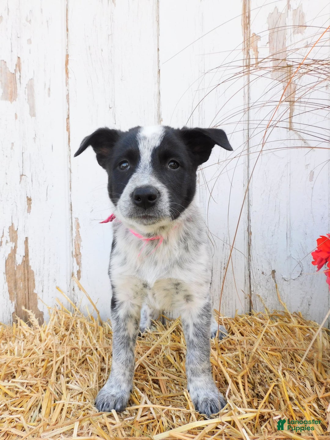 Australian Cattle Dog dogs for sale: Freckles - Image 3