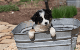 Miniature Australian Shepherd dogs for sale: Eisenhower - Image 2