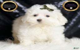 Maltipoo dogs for sale: Maltipoo 3 puppies - Image 7