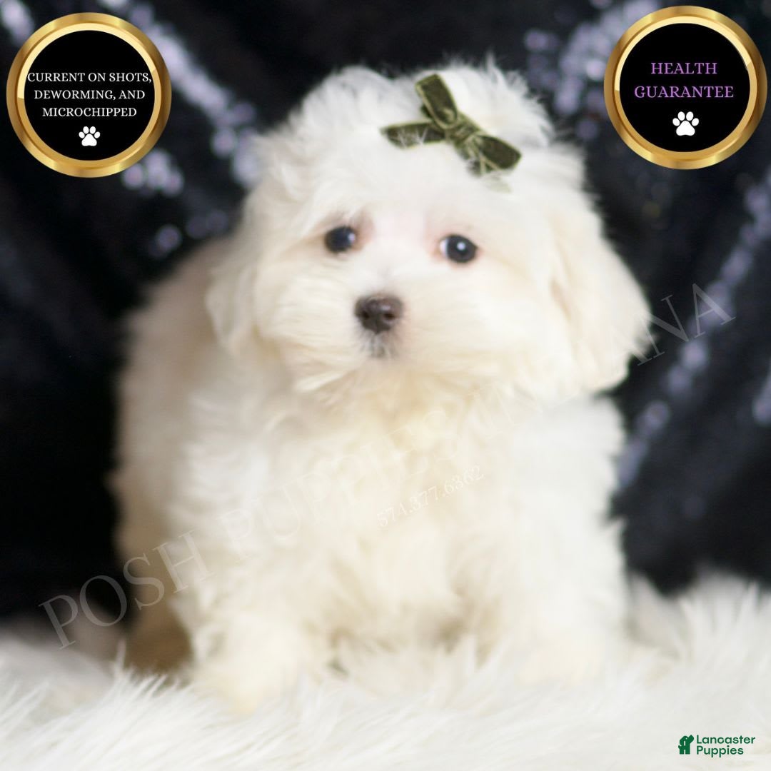 Maltipoo dogs for sale: Maltipoo 3 puppies - Image 7