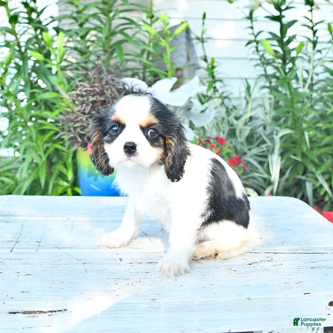 Cavalier King Charles Spaniel dogs for sale: Cody - Image 8