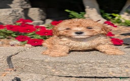 Cavapoo dogs for sale: Kylo - Image 5