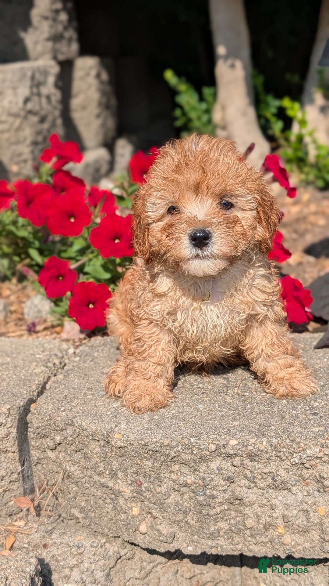 Cavapoo dogs for sale: Kylo - Image 5