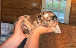 Aussiedoodle dogs for sale: Winona - Image 3