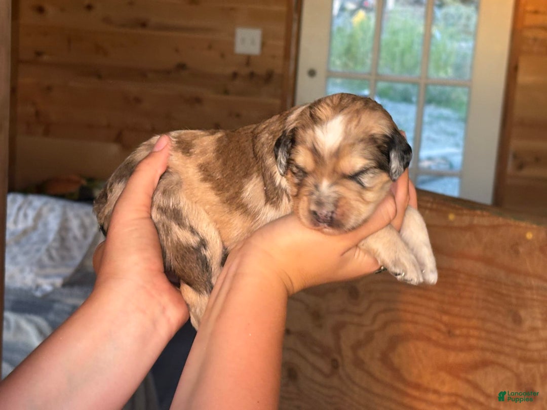 Aussiedoodle dogs for sale: Winona - Image 3