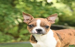 Boston Terrier dogs for sale: Nikki - Image 5