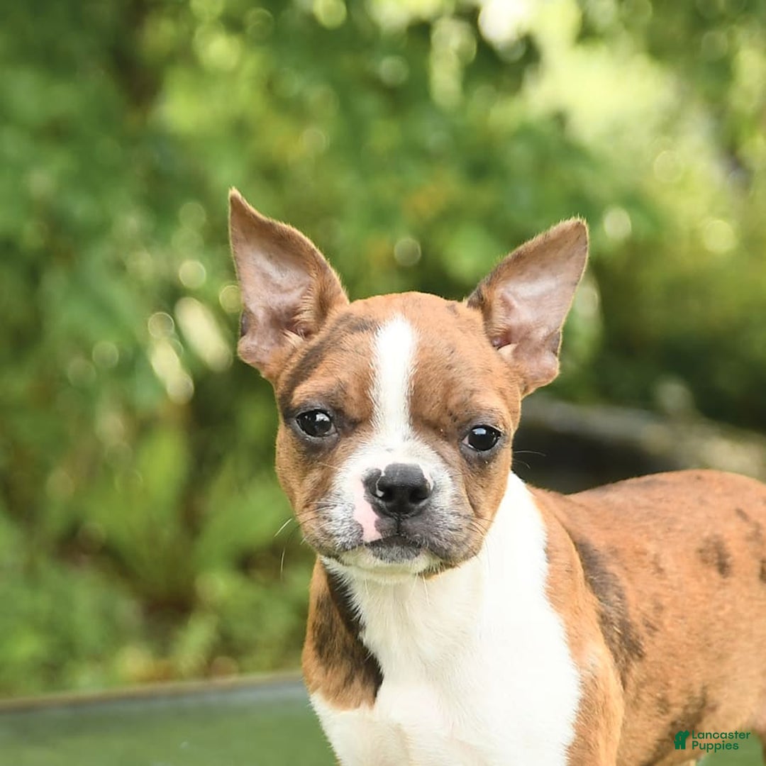 Boston Terrier dogs for sale: Nikki - Image 5
