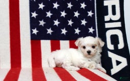 Maltese dogs for sale: Tiffany - Image 2
