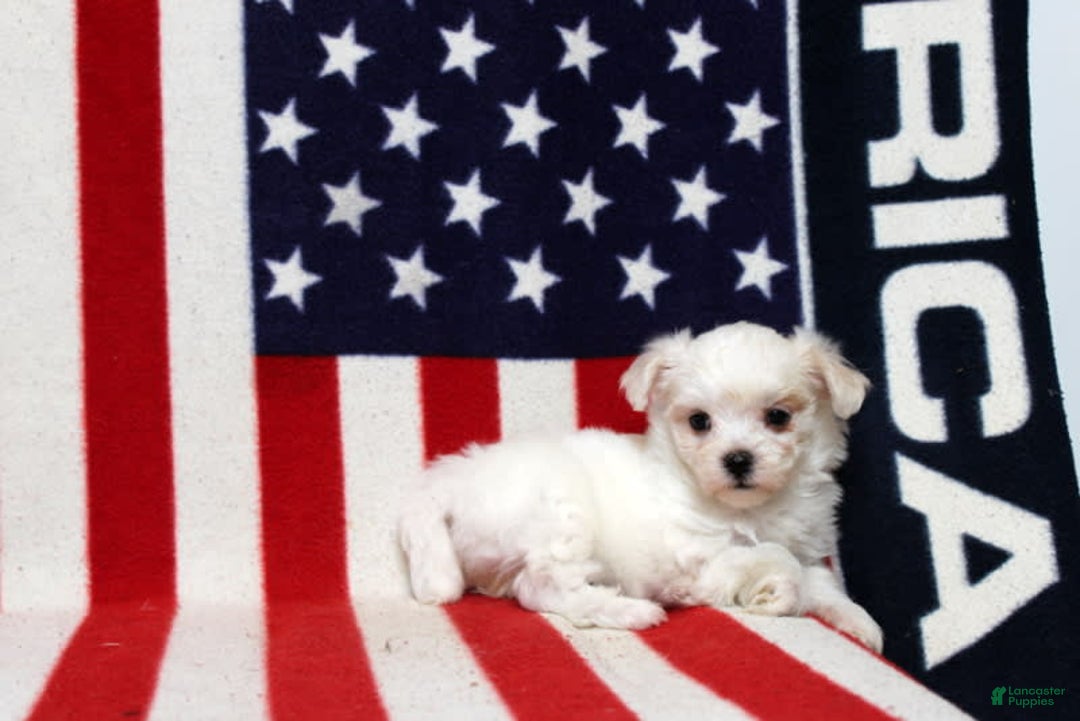 Maltese dogs for sale: Tiffany - Image 2