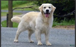 Golden Retriever dogs for sale: Patrick - Image 3