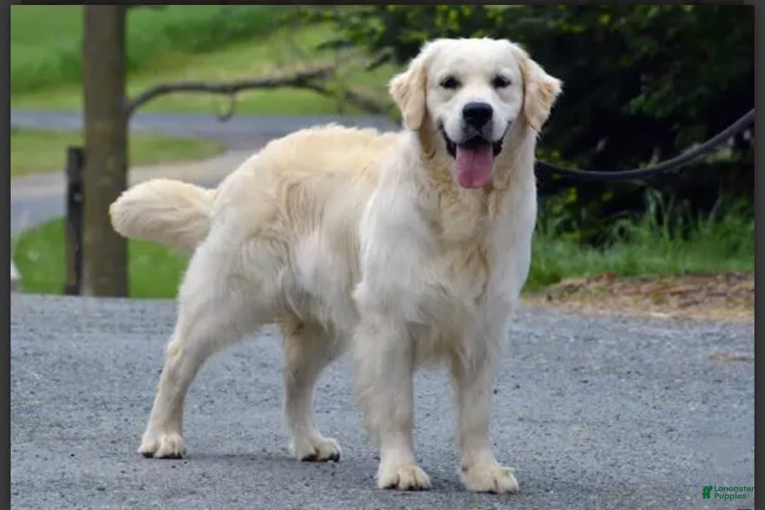 Golden Retriever dogs for sale: Patrick - Image 3