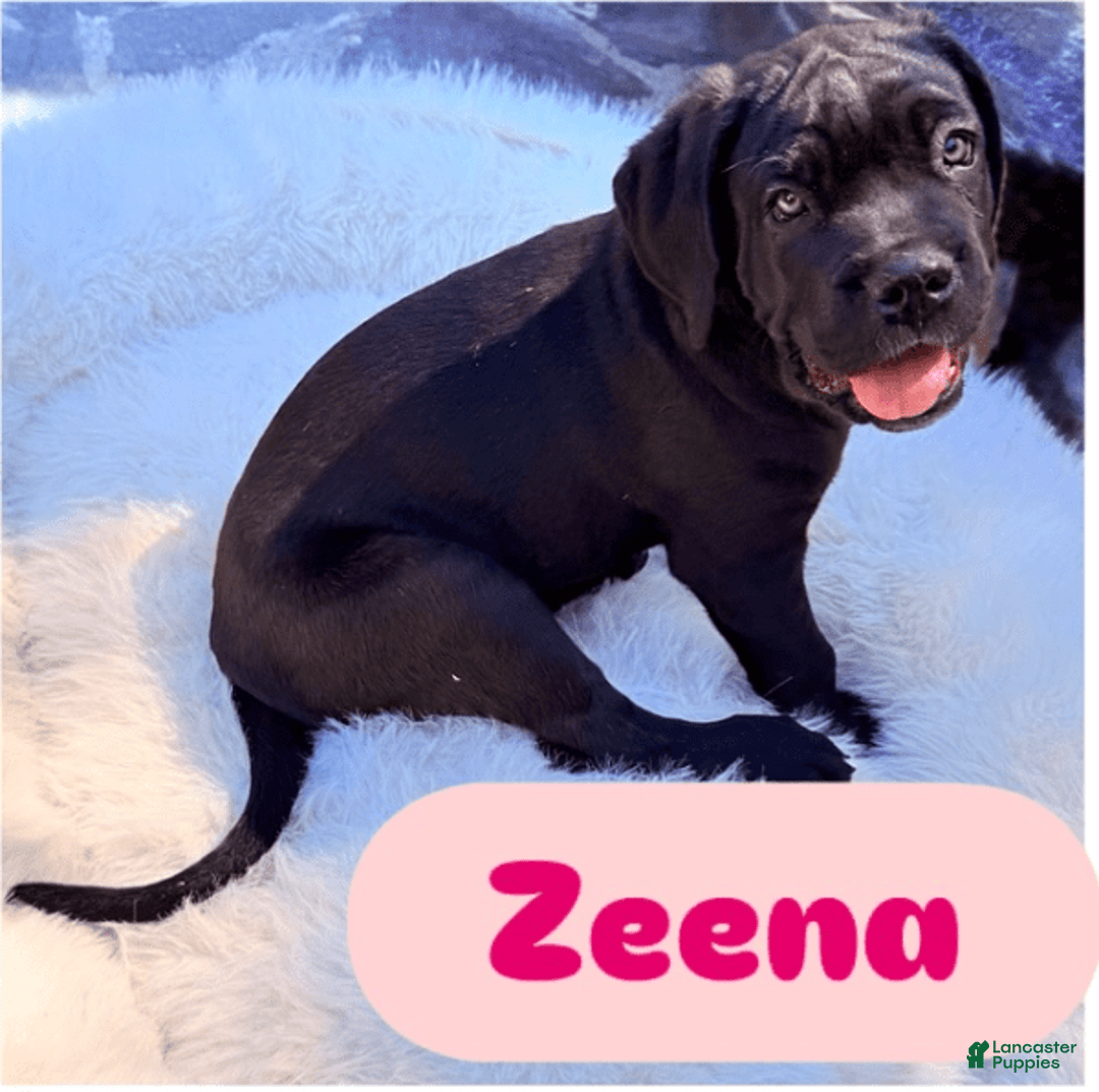 Cane Corso dogs for sale: Zeena - Image 2