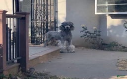 Standard Poodle dogs for sale: Dudong - Image 6