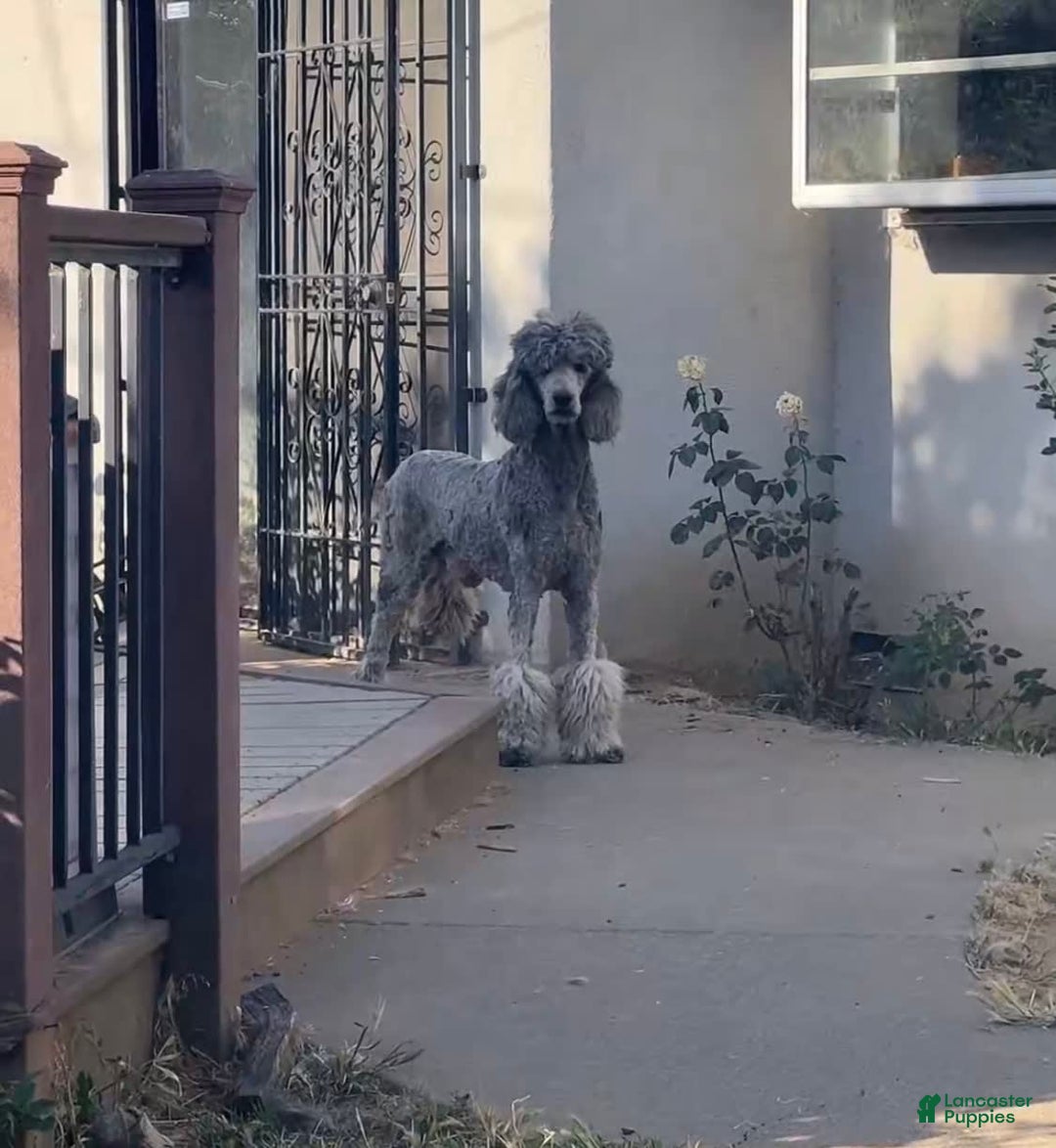Standard Poodle dogs for sale: Dudong - Image 6
