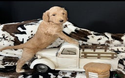 Standard Poodle dogs for sale: Green Collar - Image 1