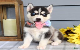 Siberian Husky dogs for sale: Cassandra - Image 3