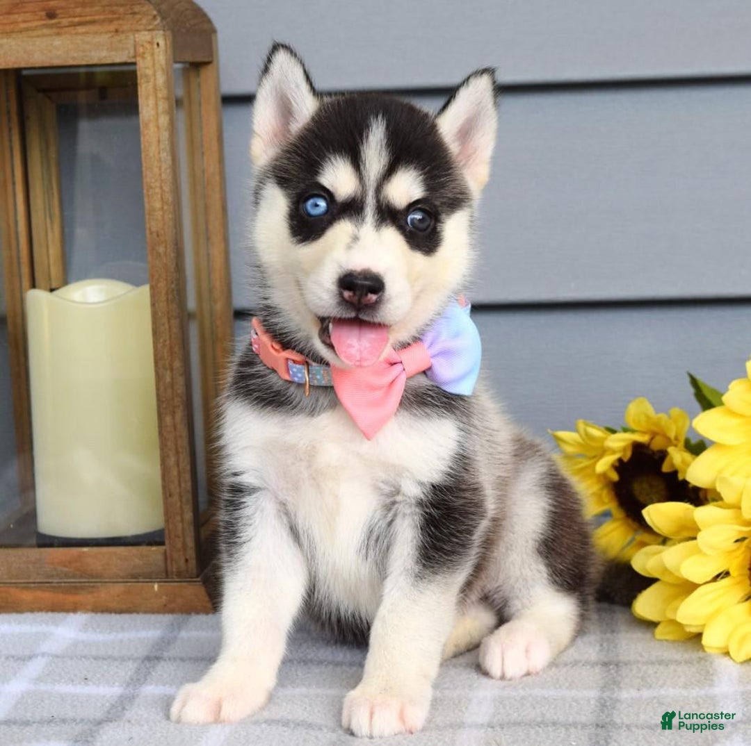 Siberian Husky dogs for sale: Cassandra - Image 3