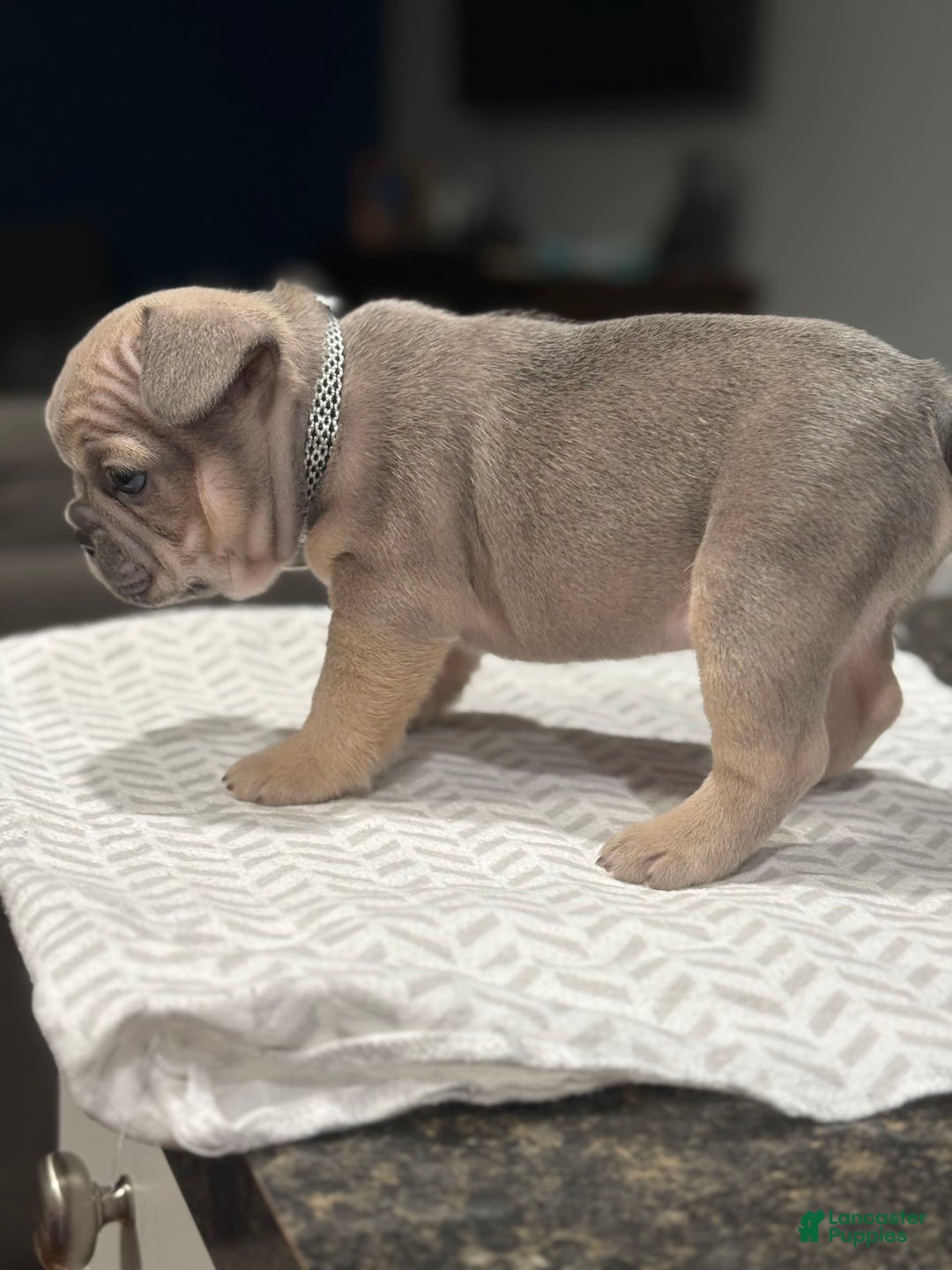 Frenchton dogs for sale: Boomer - Image 3