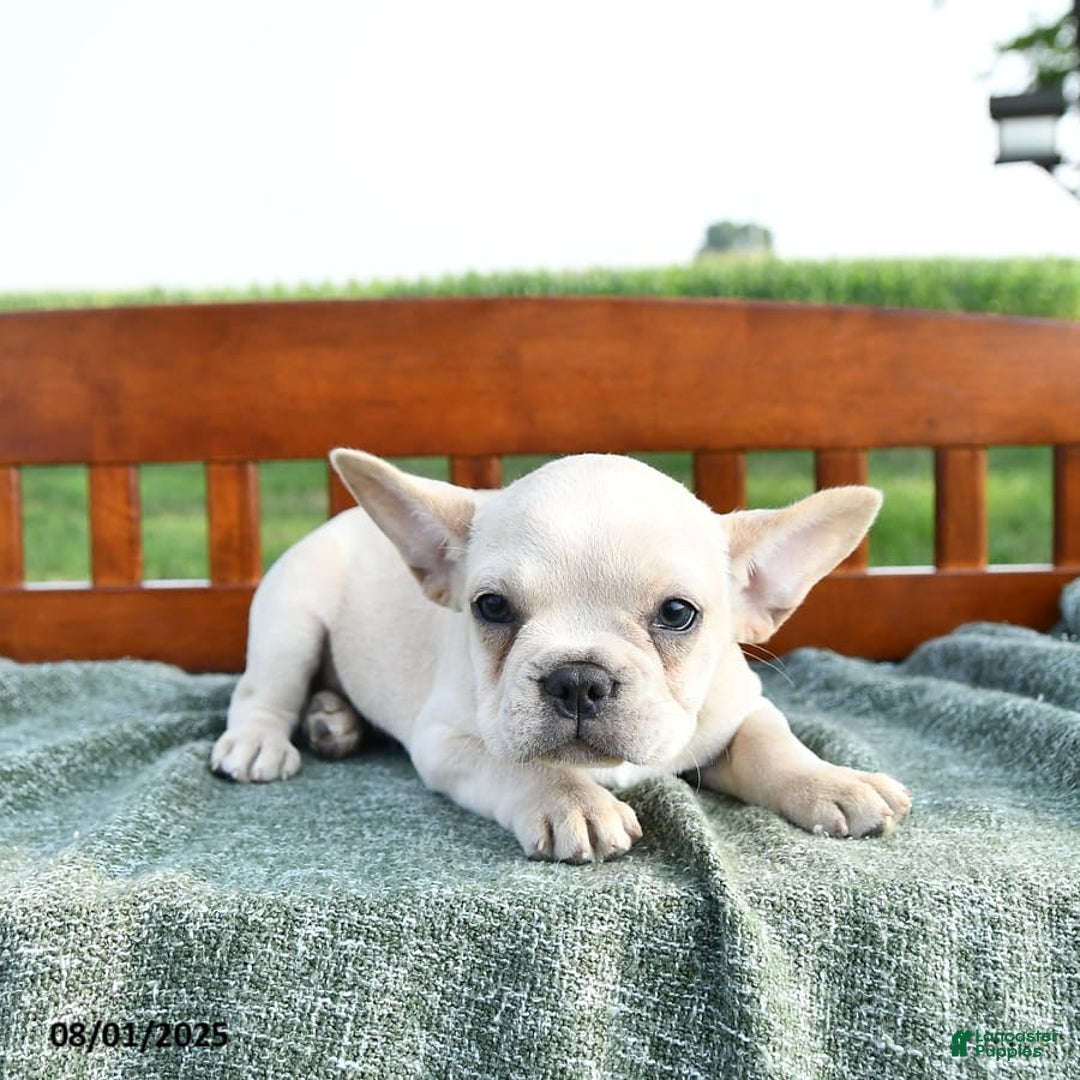 French Bulldog dogs for sale: Lily - Image 8