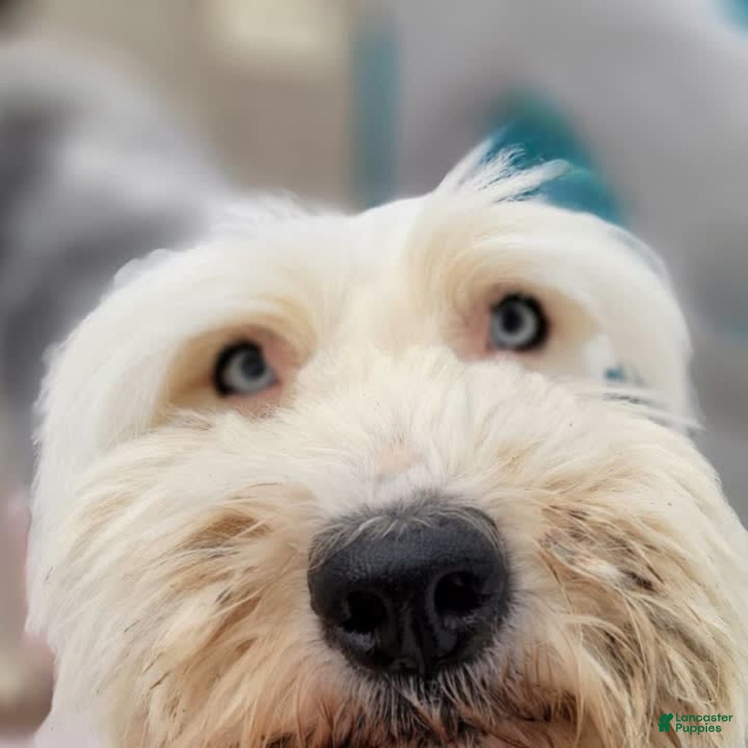 Old English Sheepdog dogs for sale: Potato - Image 2